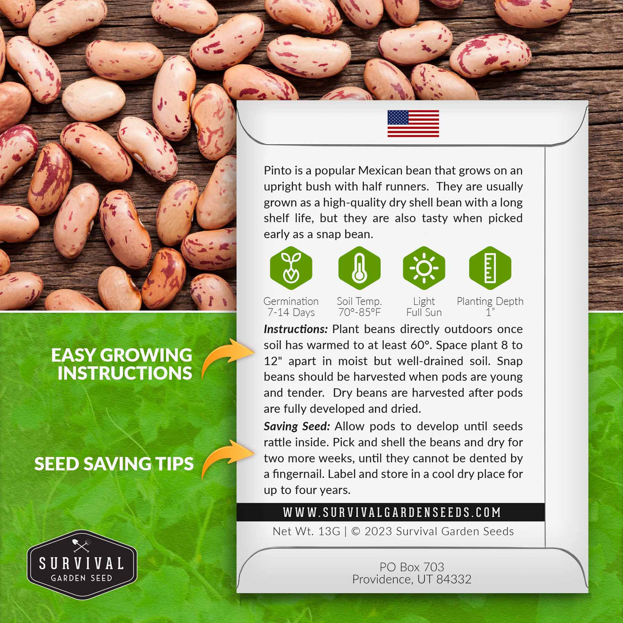 Pinto Bean Growing Instructions