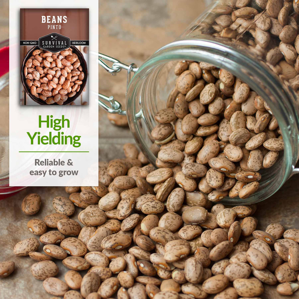 High Yielding - Reliable and easy to grow
