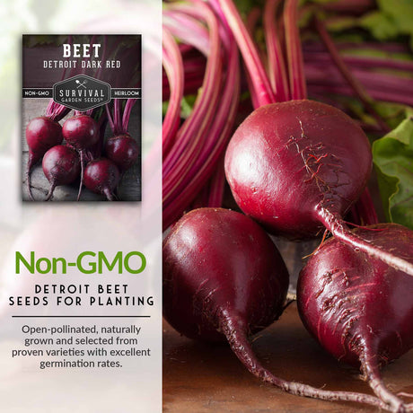 Non-GMO beet seeds