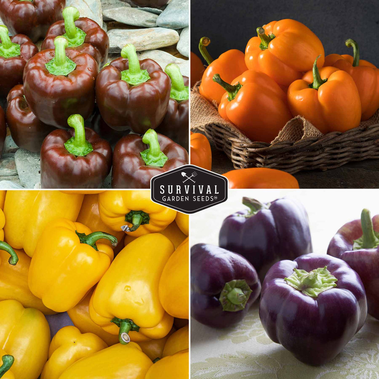 Colorful Bell Peppers