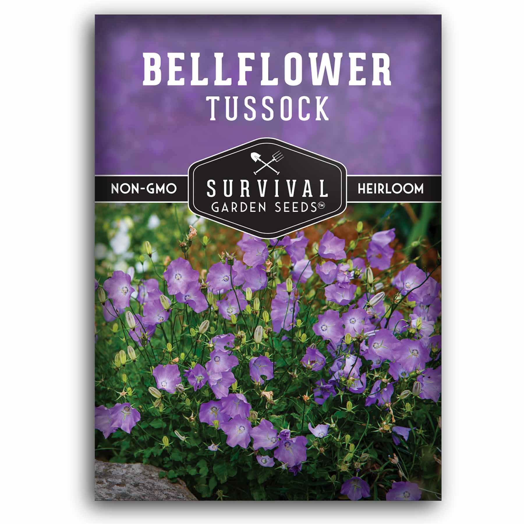 Tussock Bellflower Seeds
