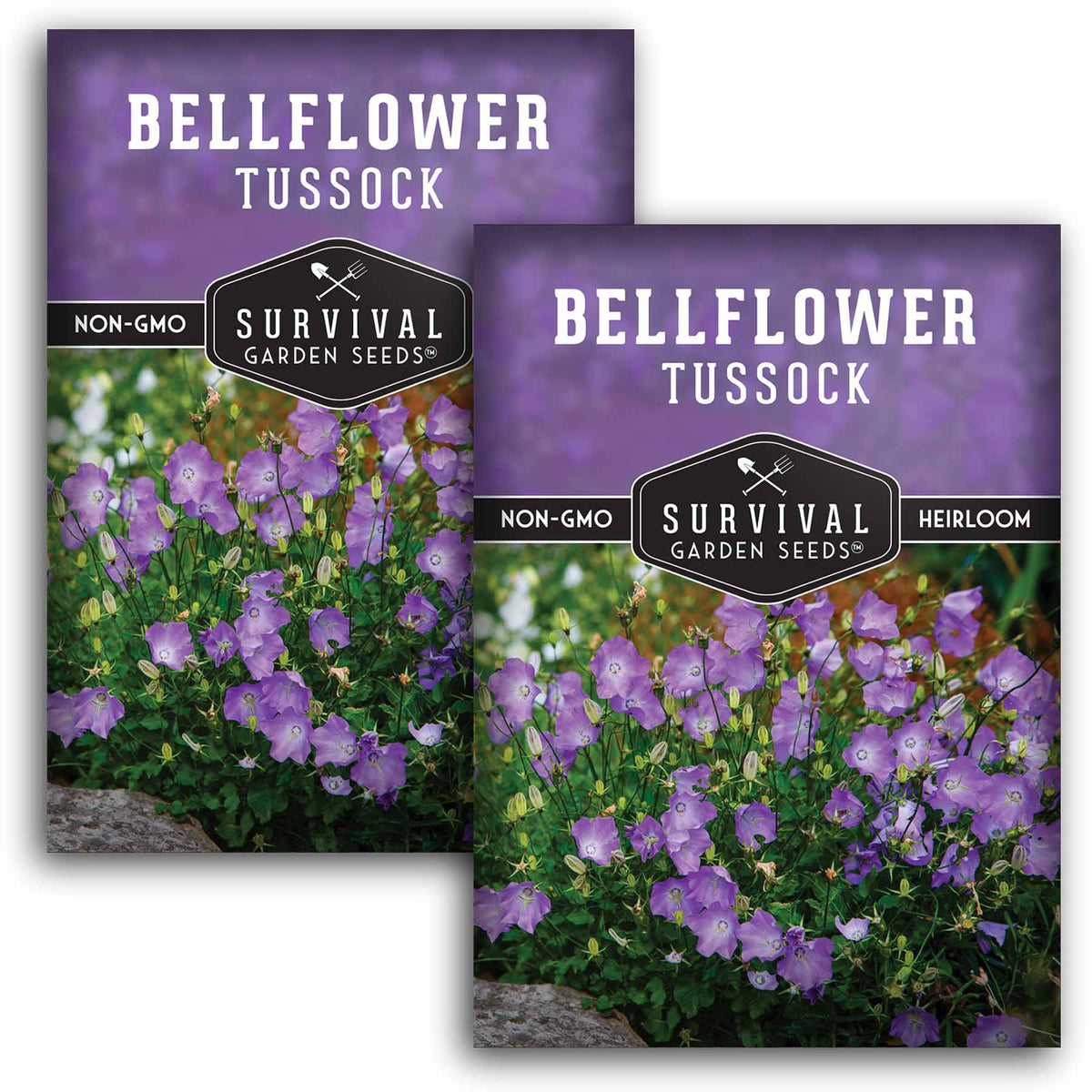 2 packets of Tussock Bellflower seeds