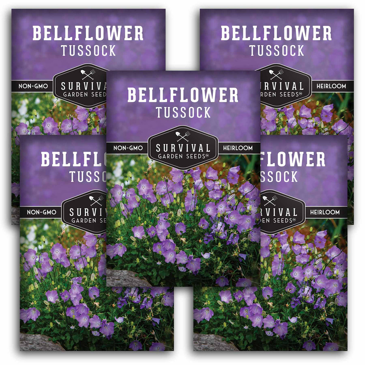 5 packets of Tussock Bellflower seeds