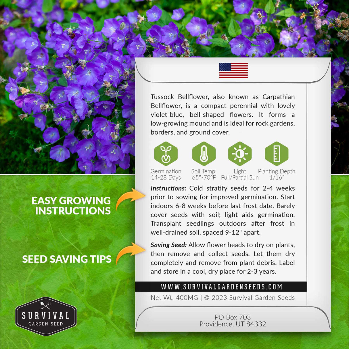 Tussock Bellflower Growing Instructions