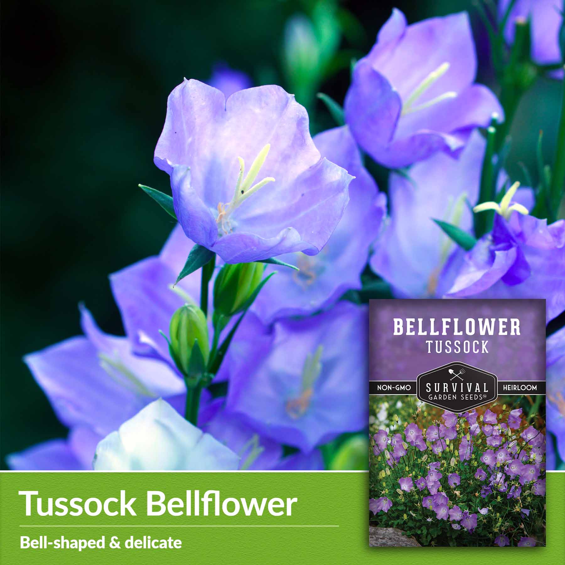 100+ White Bell Tussock Flower Seeds- Campanula Carpatica---b119 - Norway