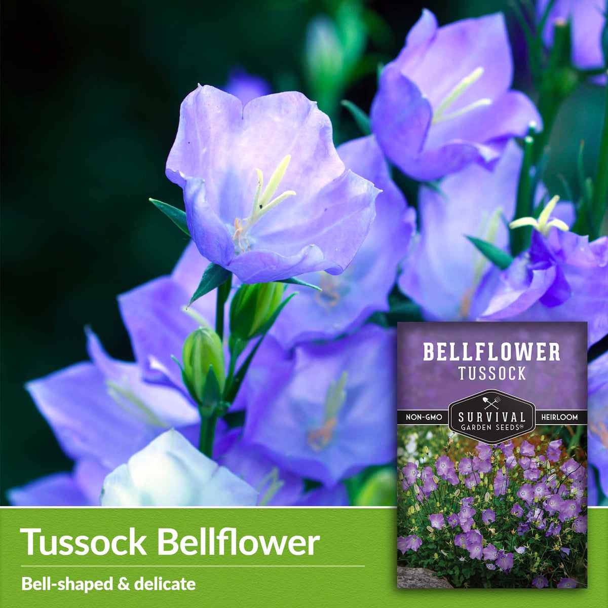 Tussock Bellflower - bell-shaped &amp; delicate