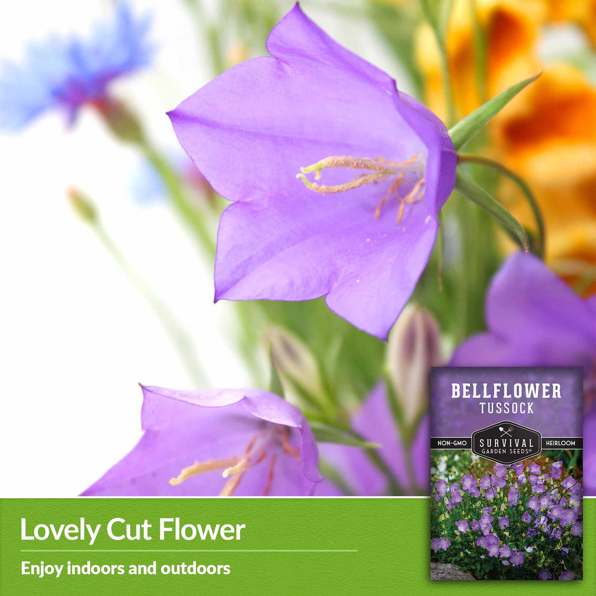 Lovely cut flower - enjoy indoors and outdoors