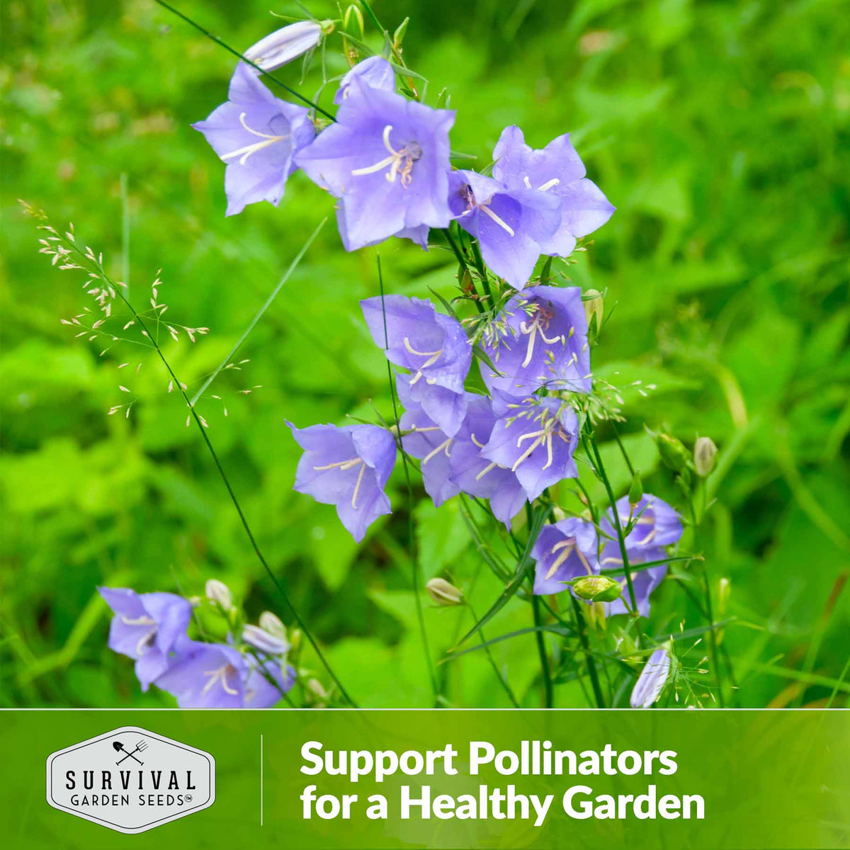 Support Pollinators for a healthy garden