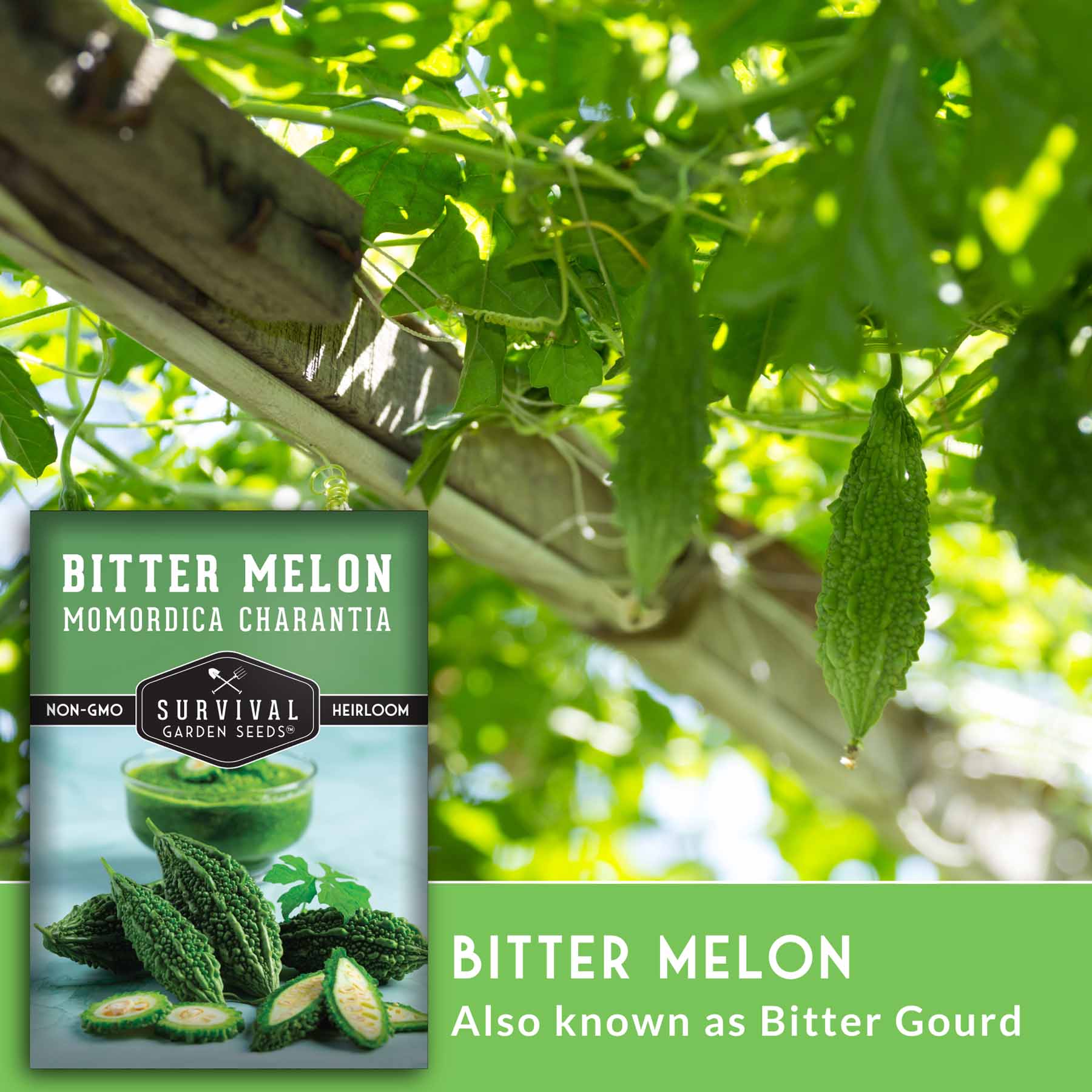 Bitter Melon Seeds – Heirloom Bitter Gourd – SurvivalGardenSeeds