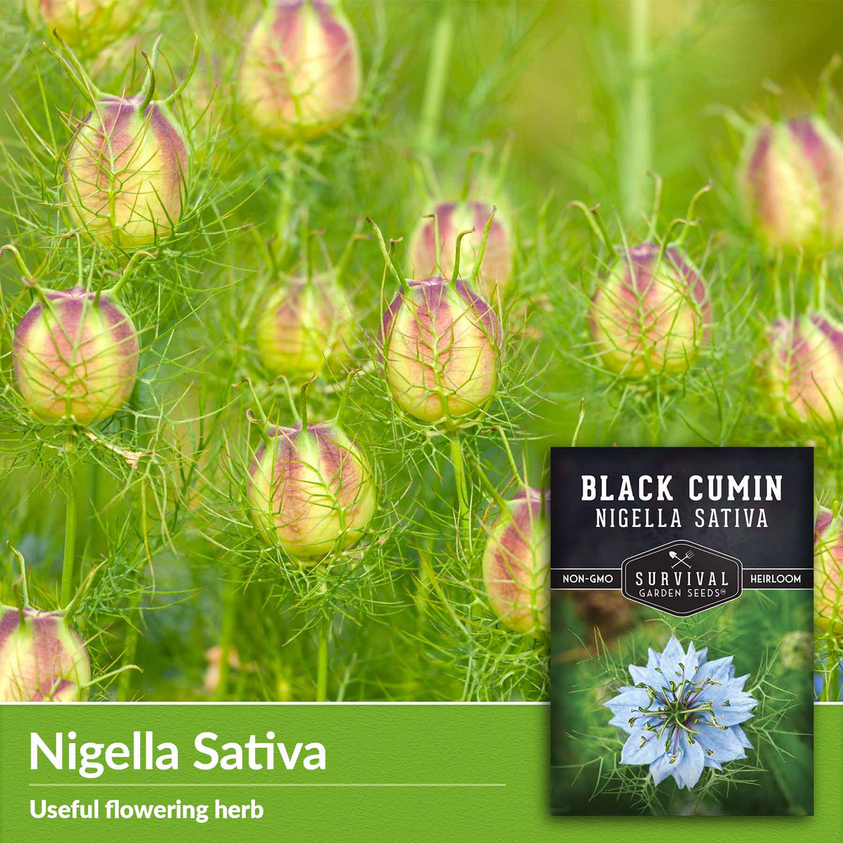 Nigella Sativa - unusual flowering herb