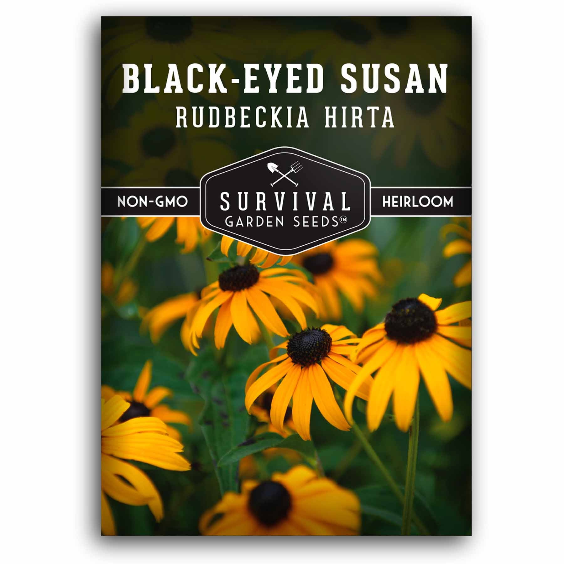 Black-eyed Susan seeds