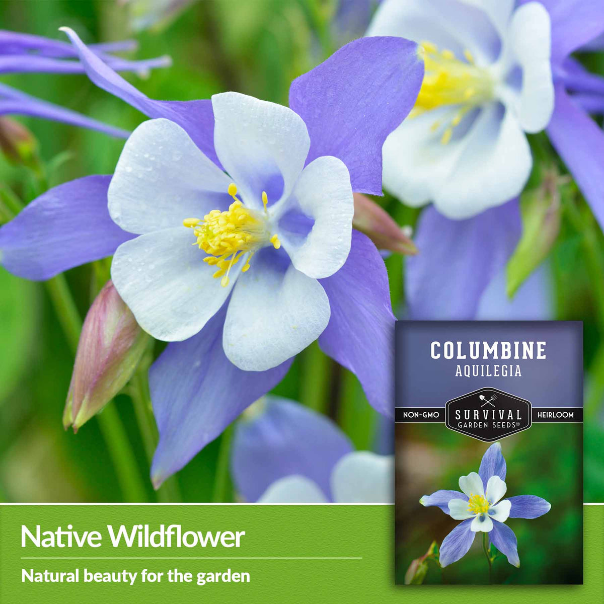 Native Wildflower- natural beauty for the garden
