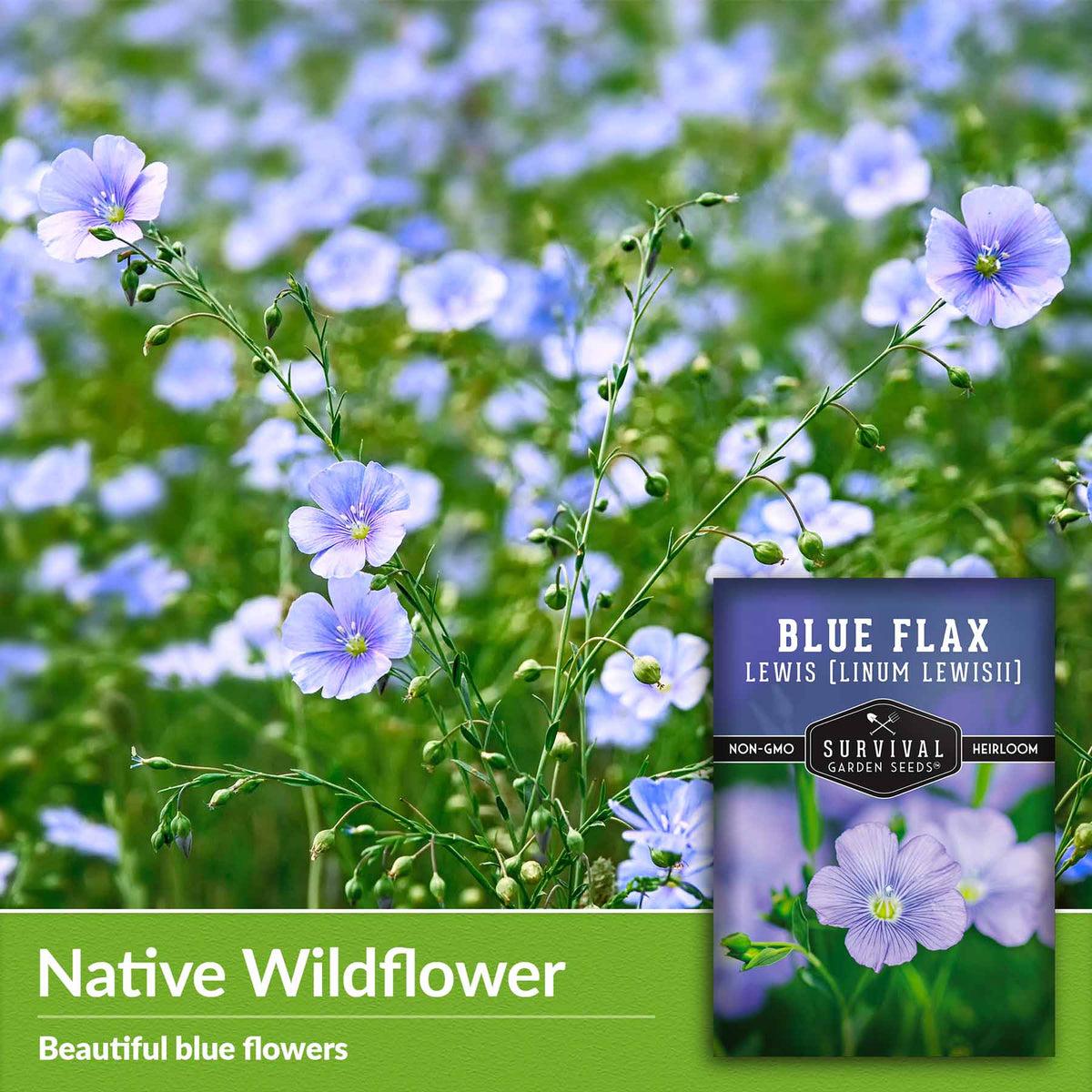 Native wildflower - beautiful blue flowers