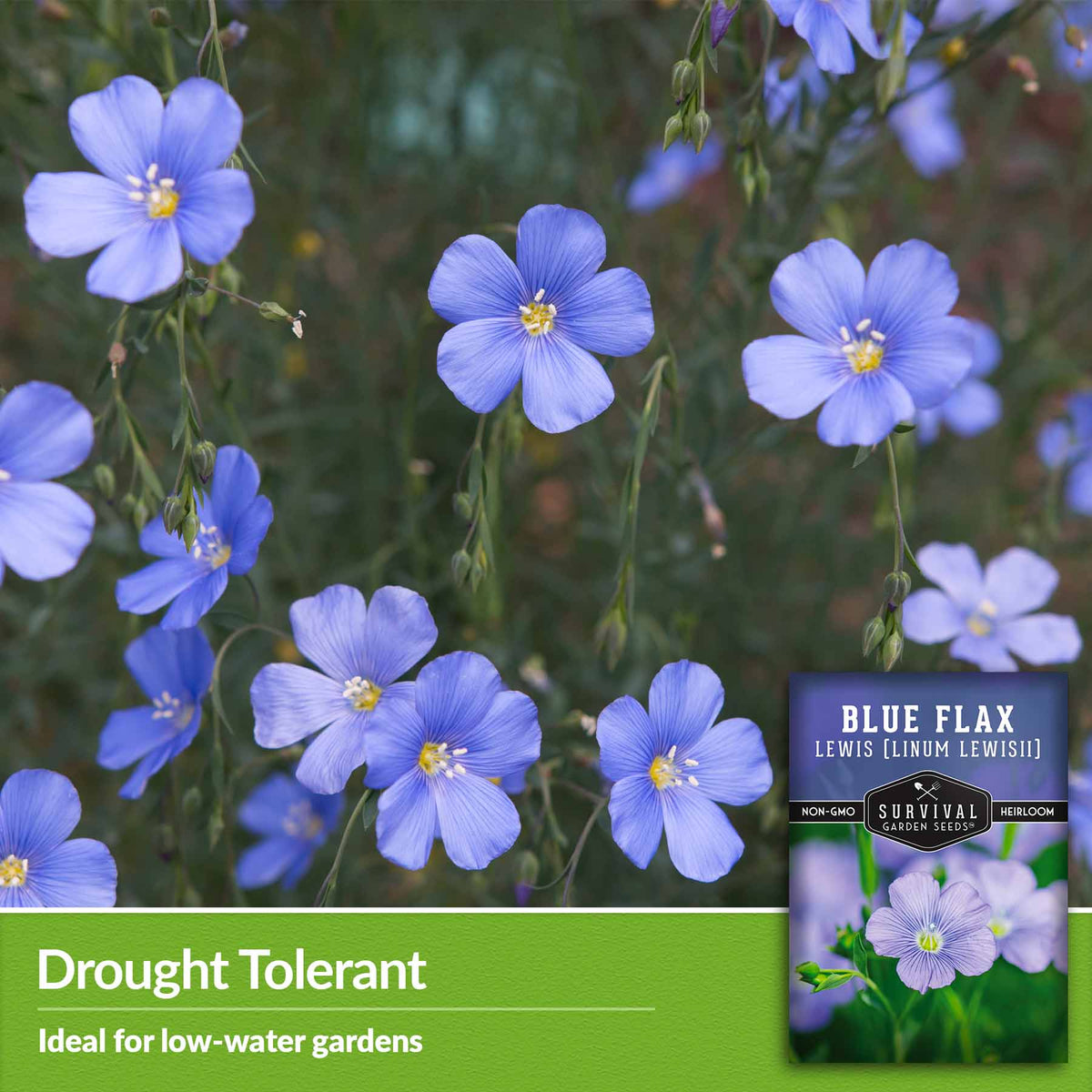 Drought tolerant - ideal for low water gardens