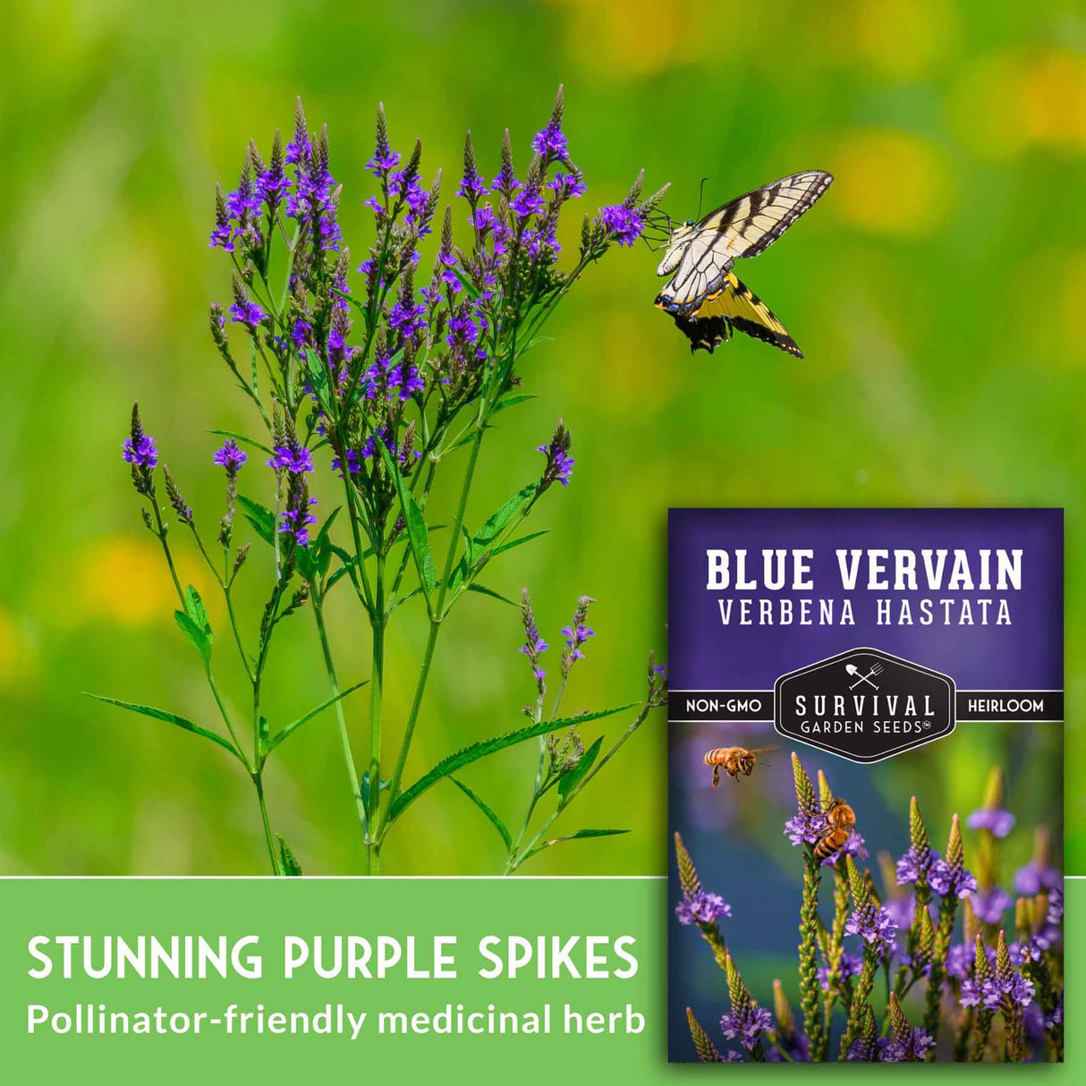 Blue vervain plant with a butterfly and a seed packet labeled 'Blue Vervain' on a green background.