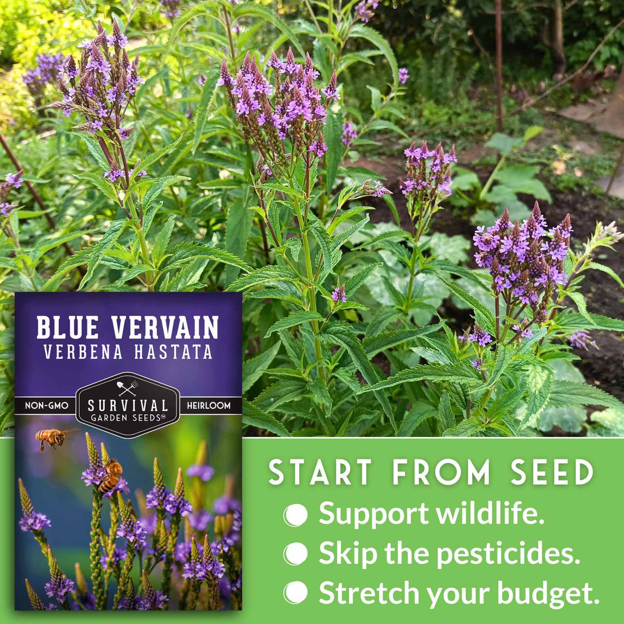 Blue vervain plants with a seed packet labeled 'Survival Garden Seeds' in a garden setting.