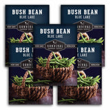 Blue Lake Bush Bean Seeds - Compact Bush Bean