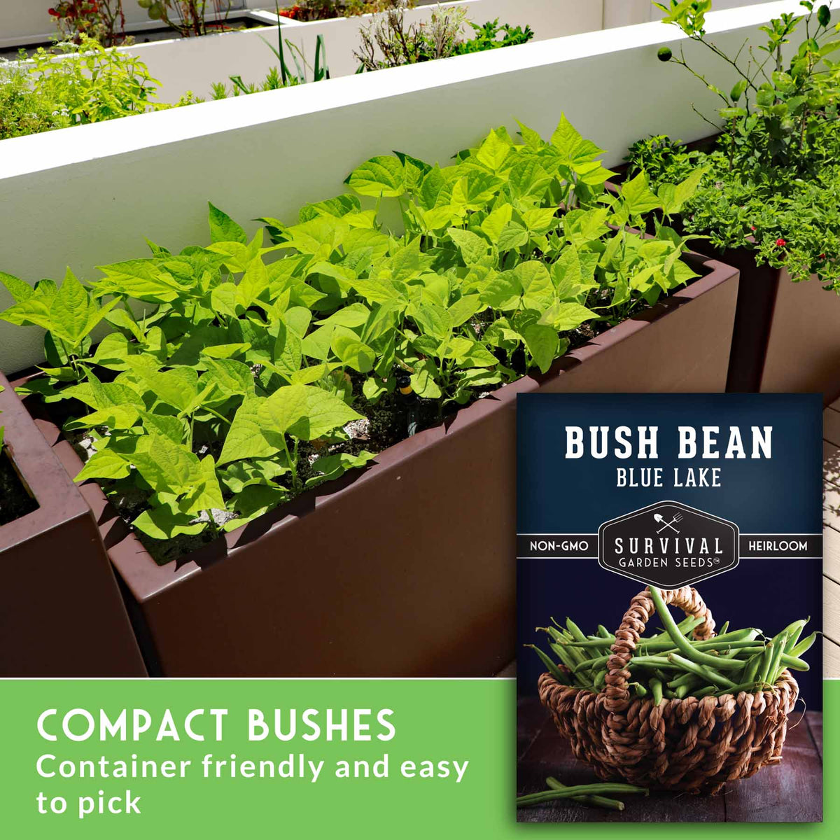 Bush Beans In Containers Blue Lake Bush Bean Seeds – SurvivalGardenSeeds