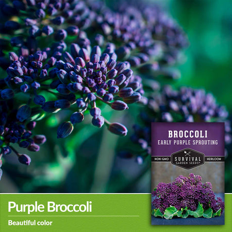 Purple Broccoli - beautiful color