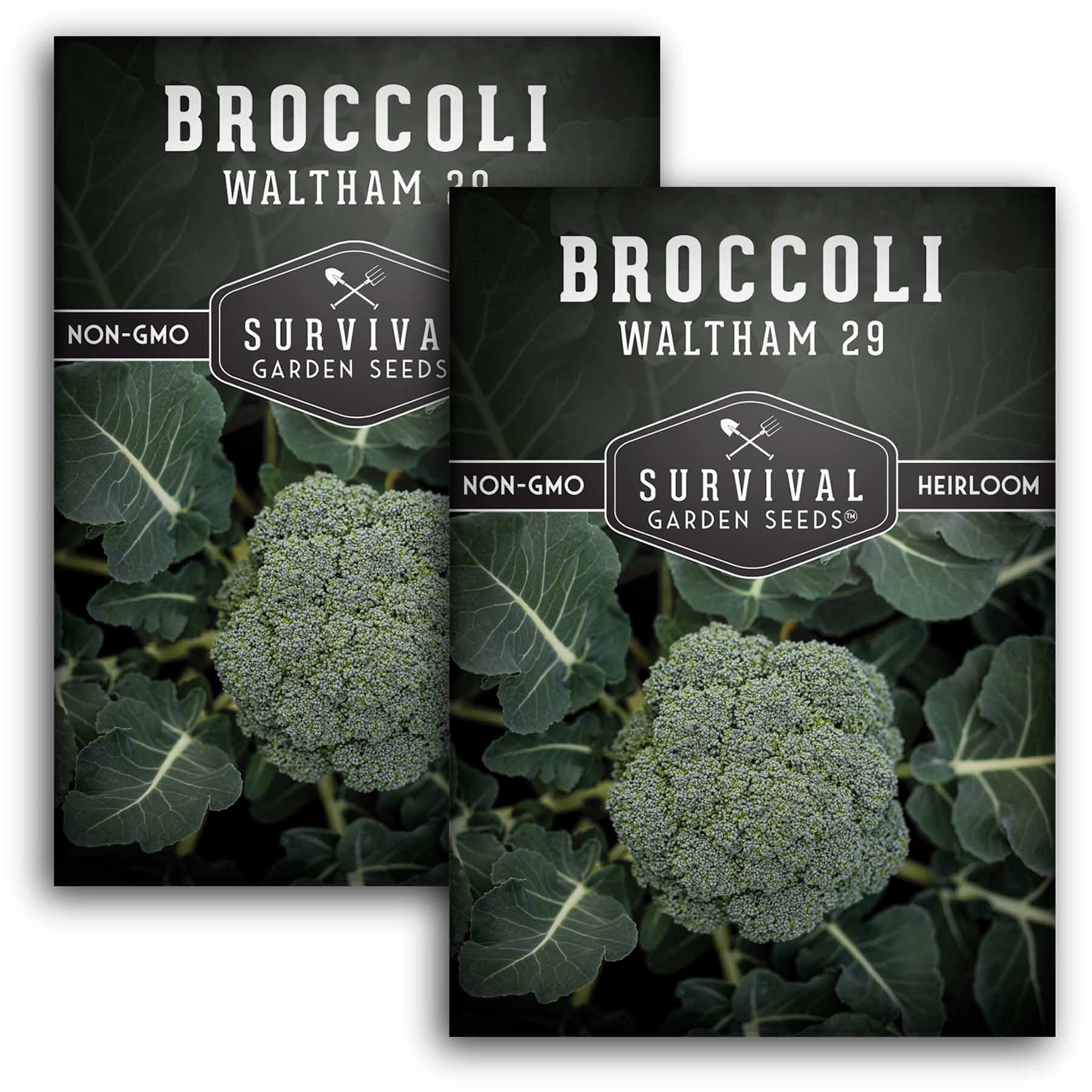 Broccoli-Waltham-01.2.jpg?v=