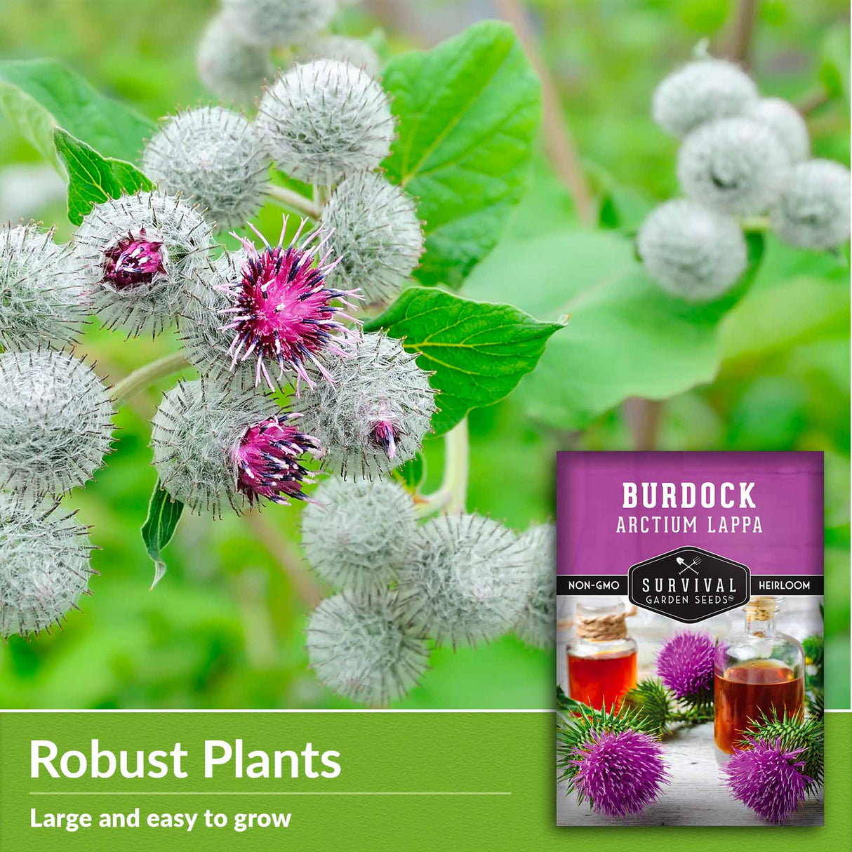 Robust plants - large and easy to grow