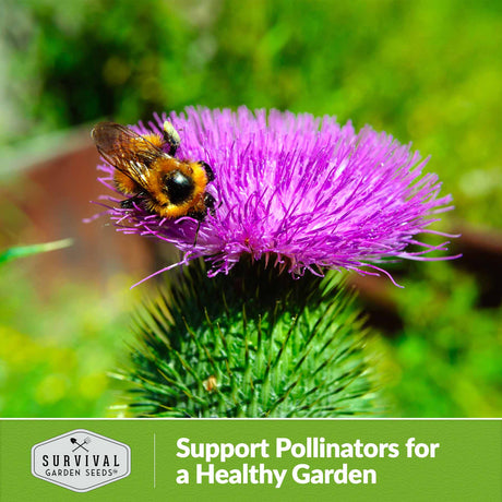 support pollinators for a healthy garden