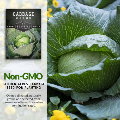 NonGMO Golden Acre Cabbage Seeds