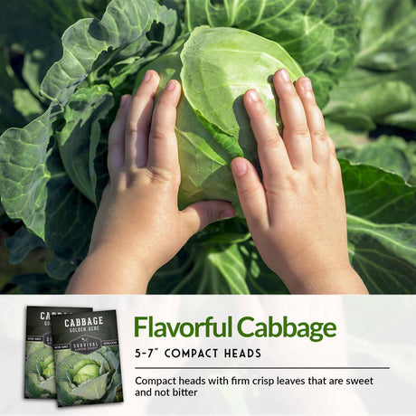 Flavorful Cabbage