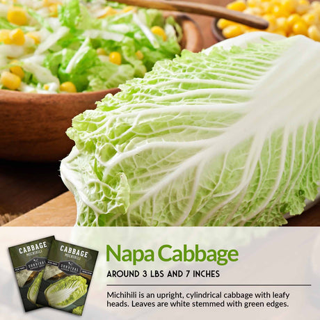 Napa cabbage