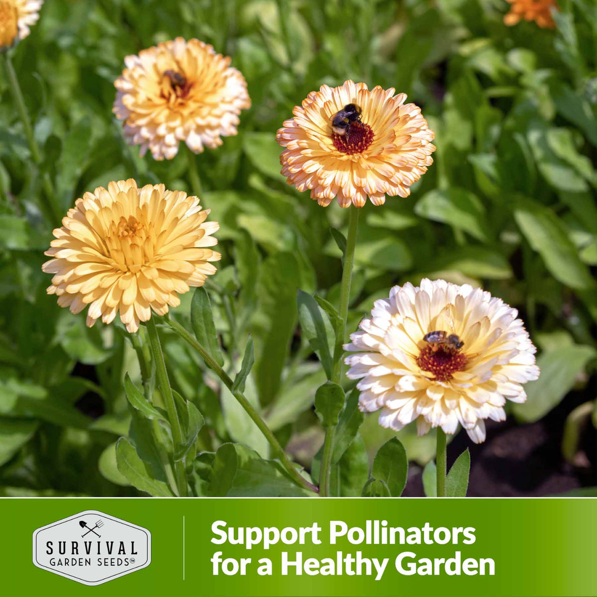 Support pollinators for a healthy garden