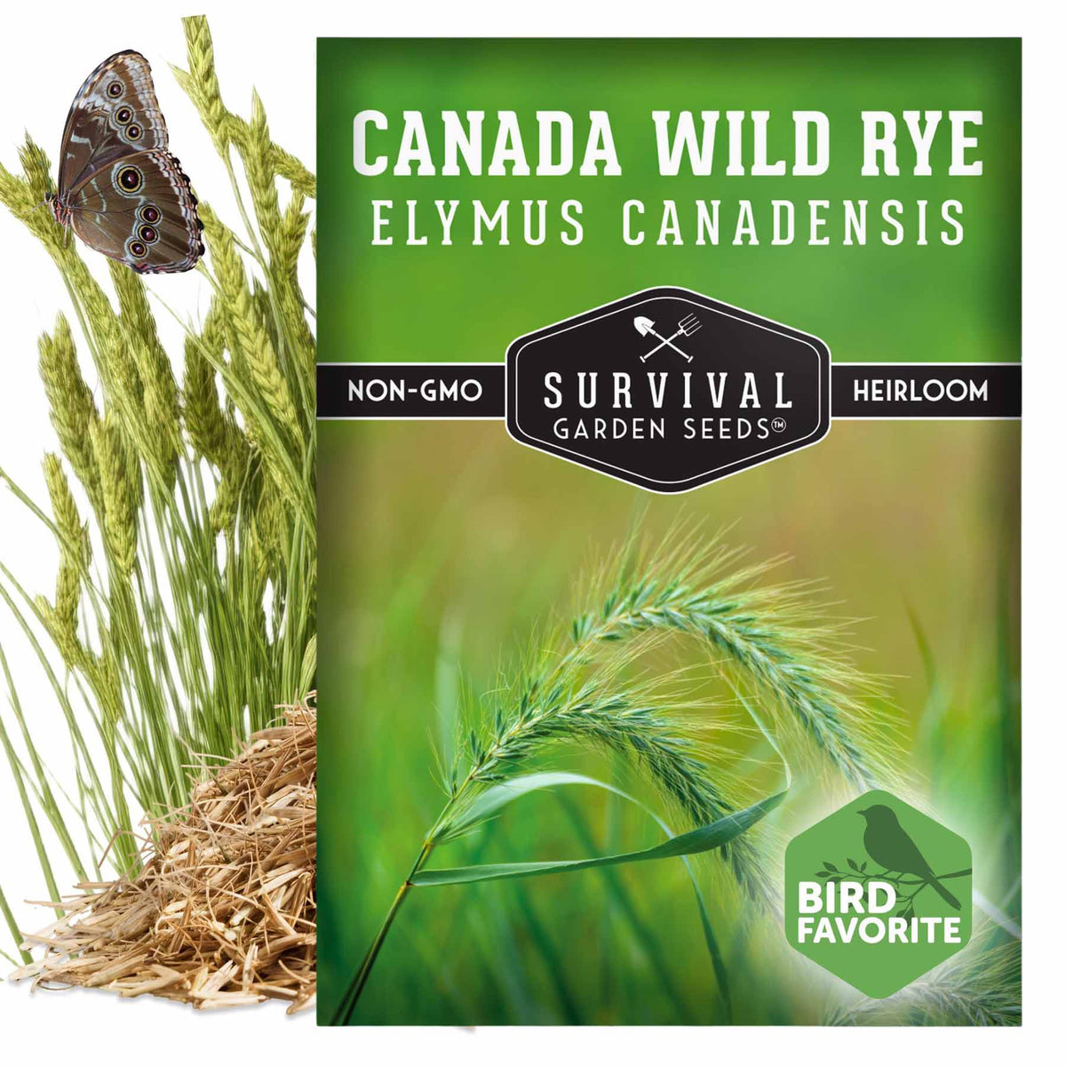 Canada Wild Rye Seeds - Elymus canadensis – SurvivalGardenSeeds