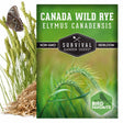 Canada Wild Rye Seeds - Elymus canadensis