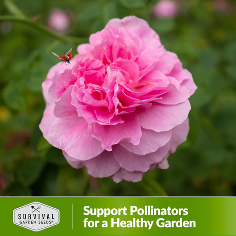 Support pollinators for a healthy garden