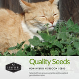 Cat with catnip plant
