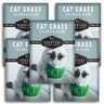 5 Packets of Cat Grass Seeds