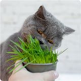 Gray cat sniffing a small pot of green grass