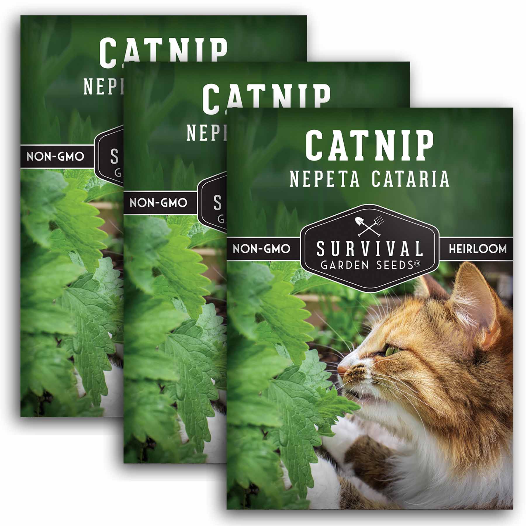 Catnip Seeds – Cat Treat & Herbal Teas – SurvivalGardenSeeds