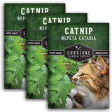 3 Packets of Catnip herb seeds