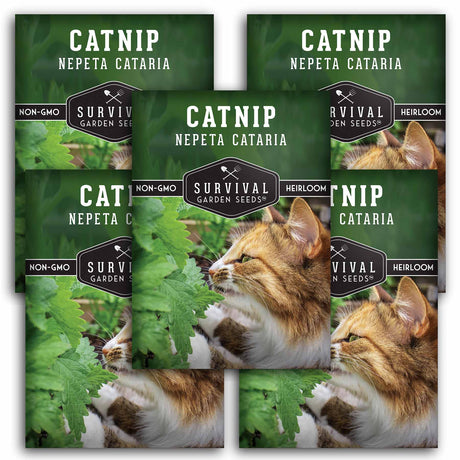 5 Packets of Catnip herb seeds