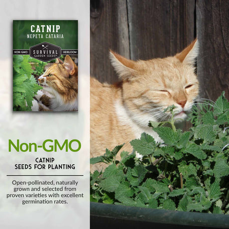 Non-GMO catnip seeds