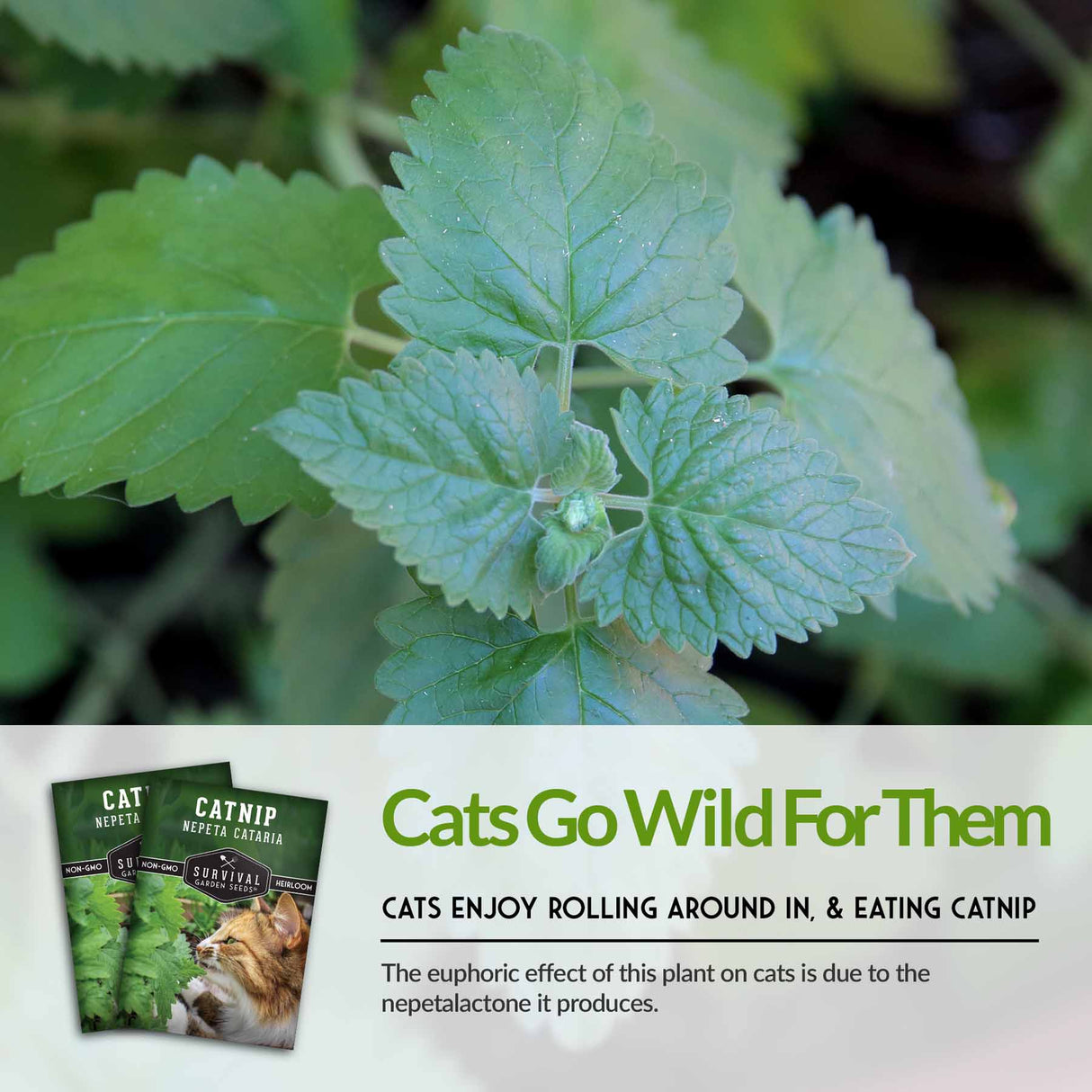 Cats go wild for catnip