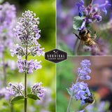 catnip flowers