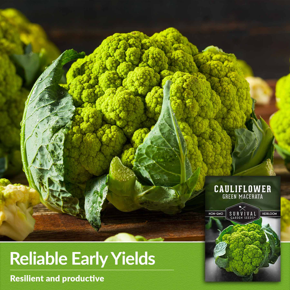 Reliable Early Yields - resilient and productive