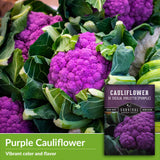 Purple Cauliflower - vibrant color and flavor
