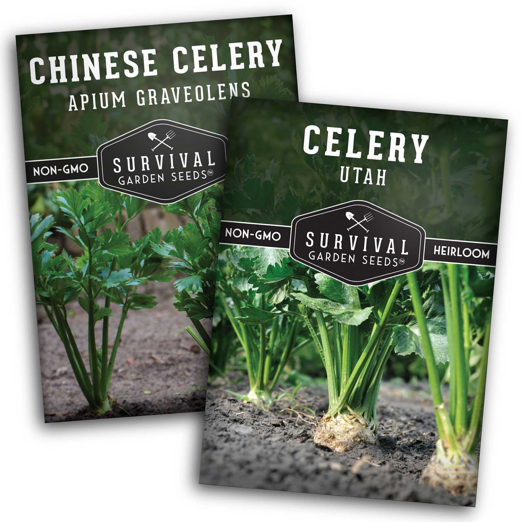 その他 celery Hybrid Celery Seed - Tozer