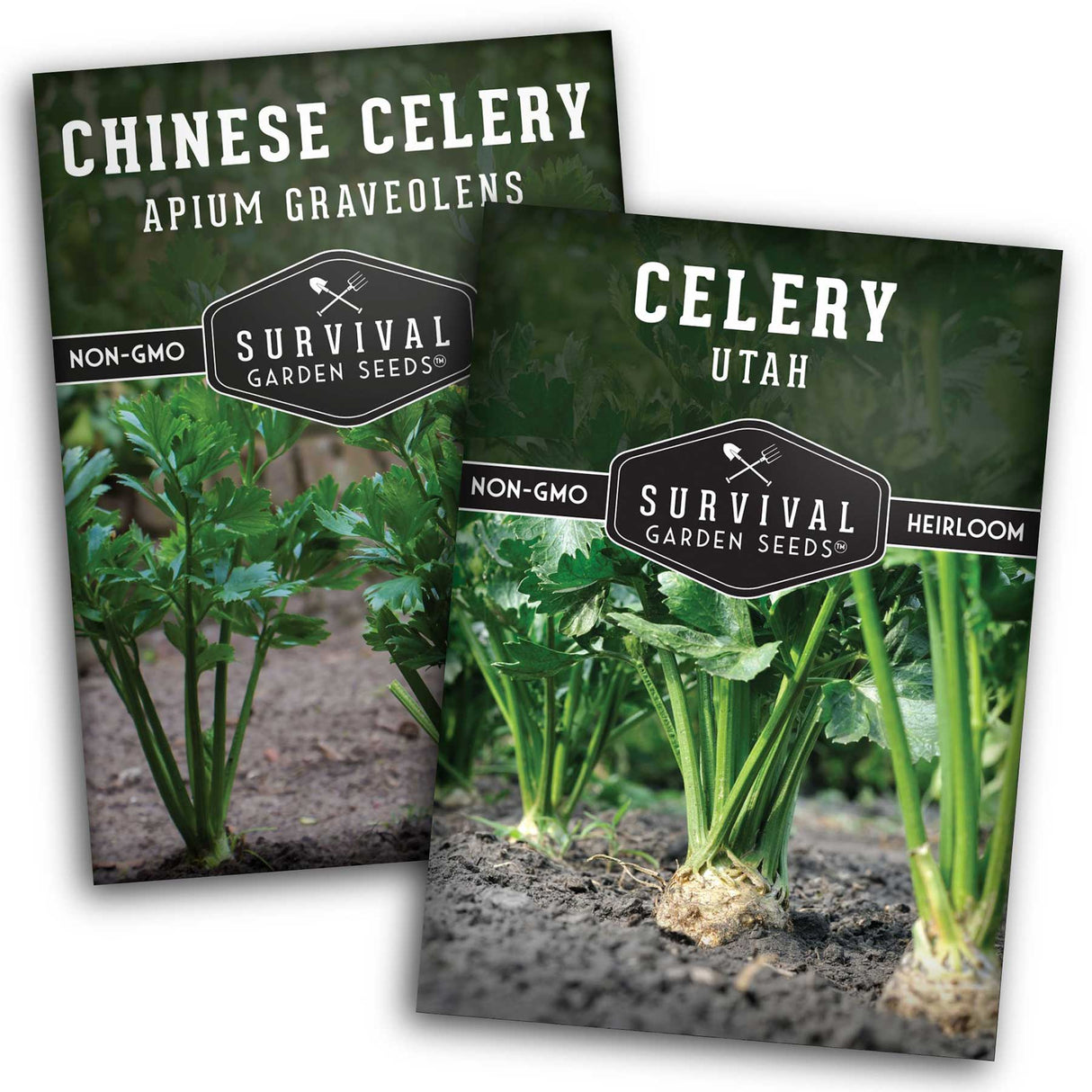 Celery Seed Collection - Grow Utah & Chinese Celery