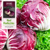 red radicchio - easy to grow