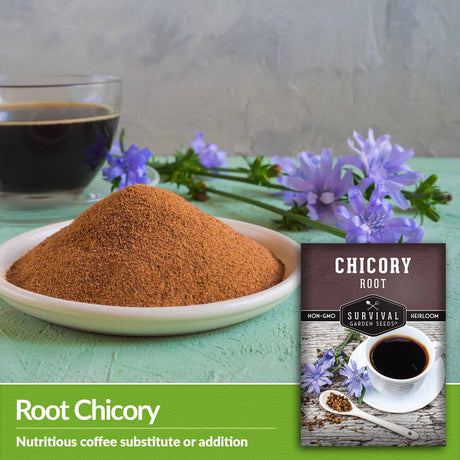 Root Chicory - nutritious coffee substitute