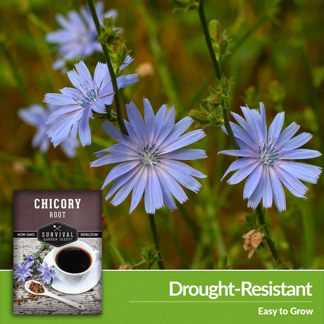 Drought resistant - easy to grow