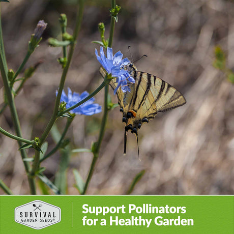 Support Pollinators for a healthy garden